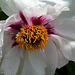 Paeonia suffruticosa papaveracea (3)