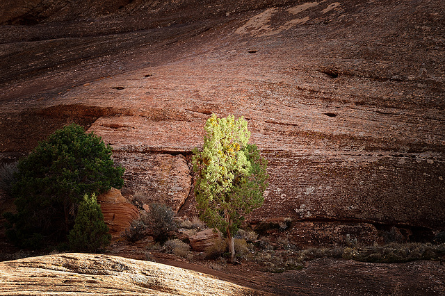 Canyon de Chelly (AZ)