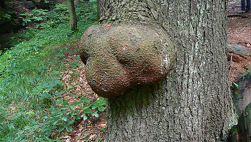 Kobolde  in Baum und Stein - koboldo - goblin - trasgo