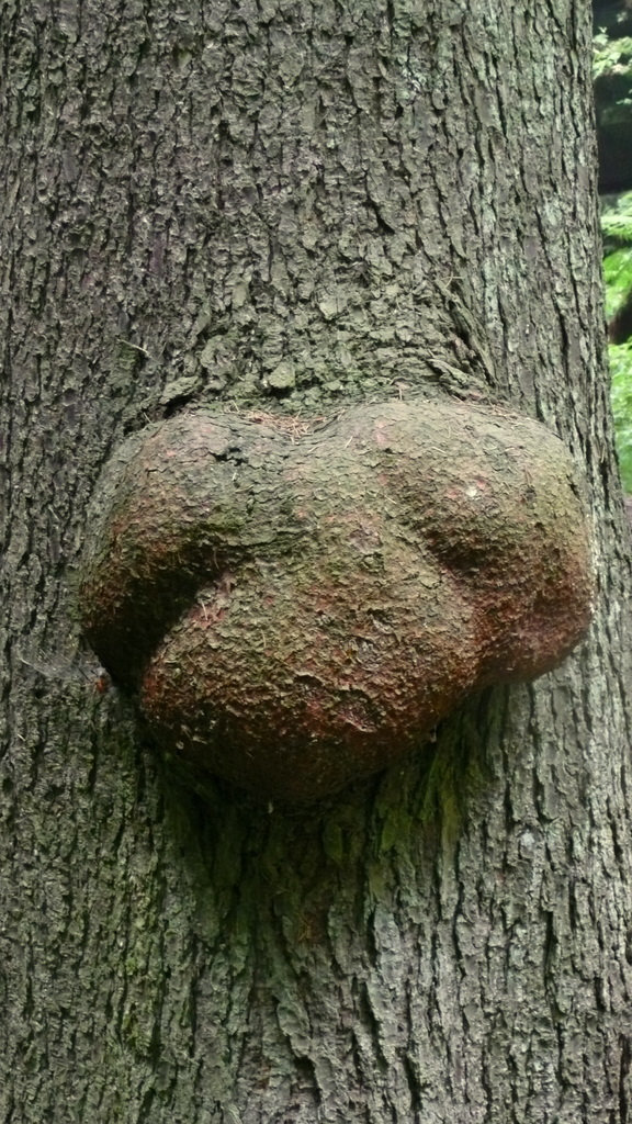 Kobolde  in Baum und Stein - koboldo - goblin - trasgo