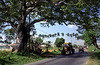 Tree Tunnel