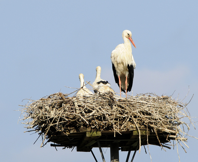 Familie Adebar