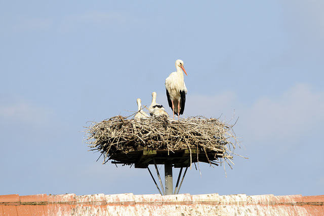 Familie Adebar