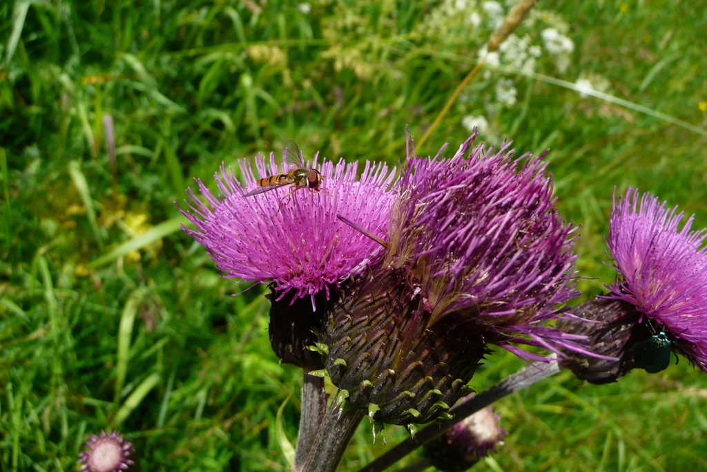 Sommerblüten