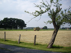 im Münsterland bei Warendorf