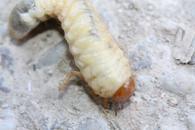 macro de larve  d'hanneton