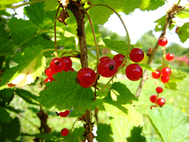 Perles rouges sucrées