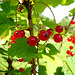 Perles rouges sucrées