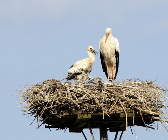 Familie Adebar