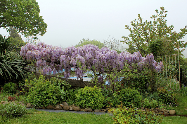 Glycine
