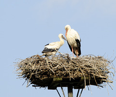 Familie Adebar