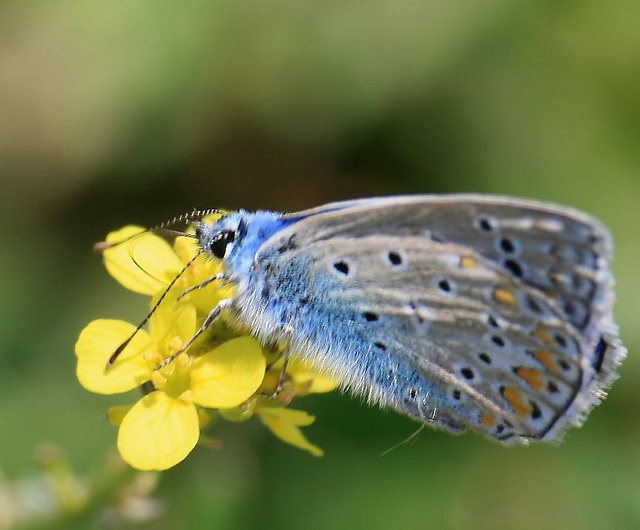 La blua papilio (fotis Kaunos)