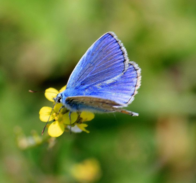 La blua papilio (fotis Kaunos)