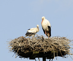 Familie Adebar