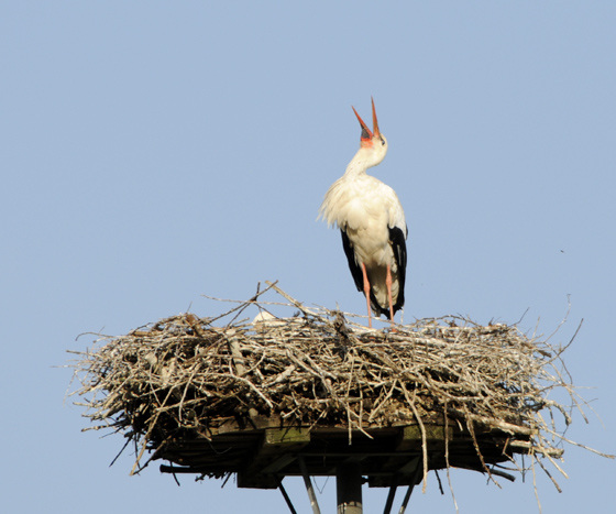 Familie Adebar