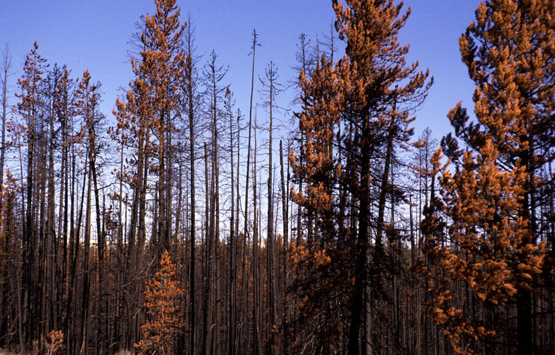 Dead Forest