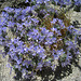 Flowers at Willow Hole Oasis (0968)