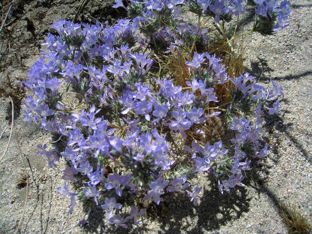 Flowers at Willow Hole Oasis (0968)