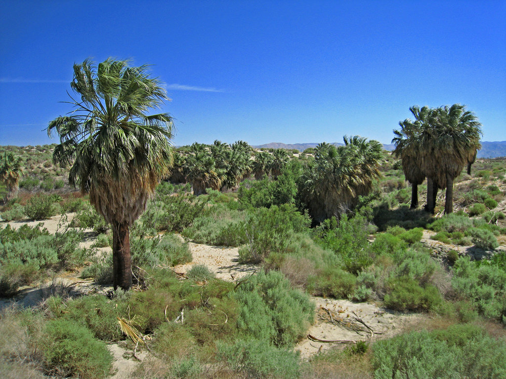 Willow Hole Oasis (0969)