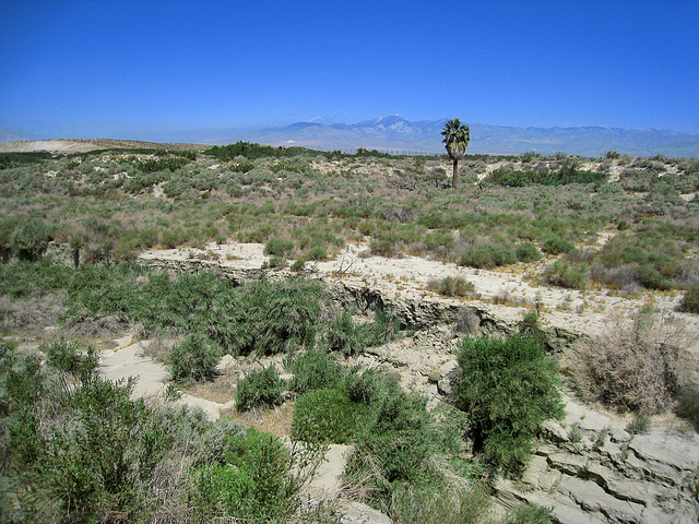 Willow Hole Oasis (0980)