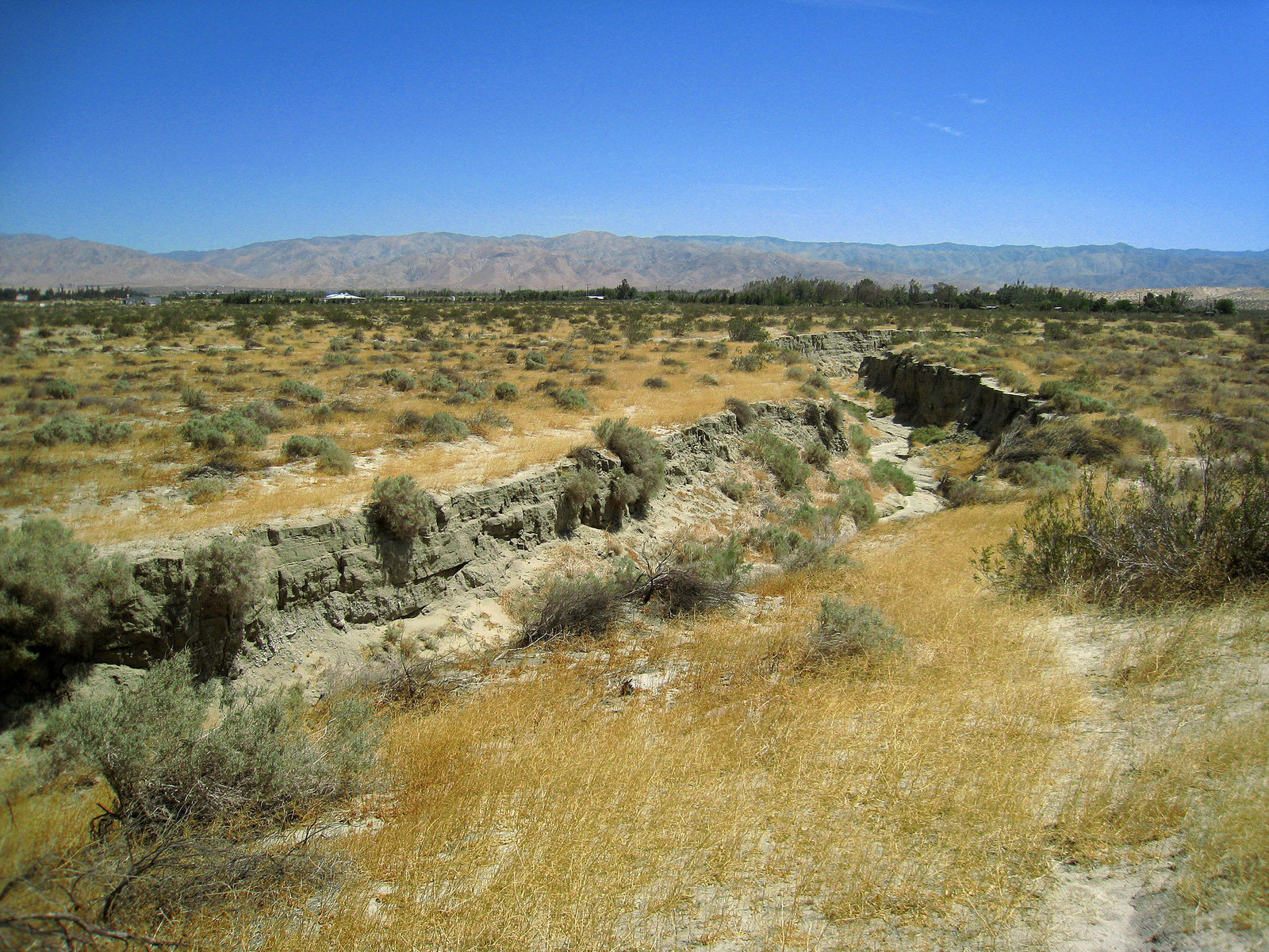 Willow Hole Oasis (0982)