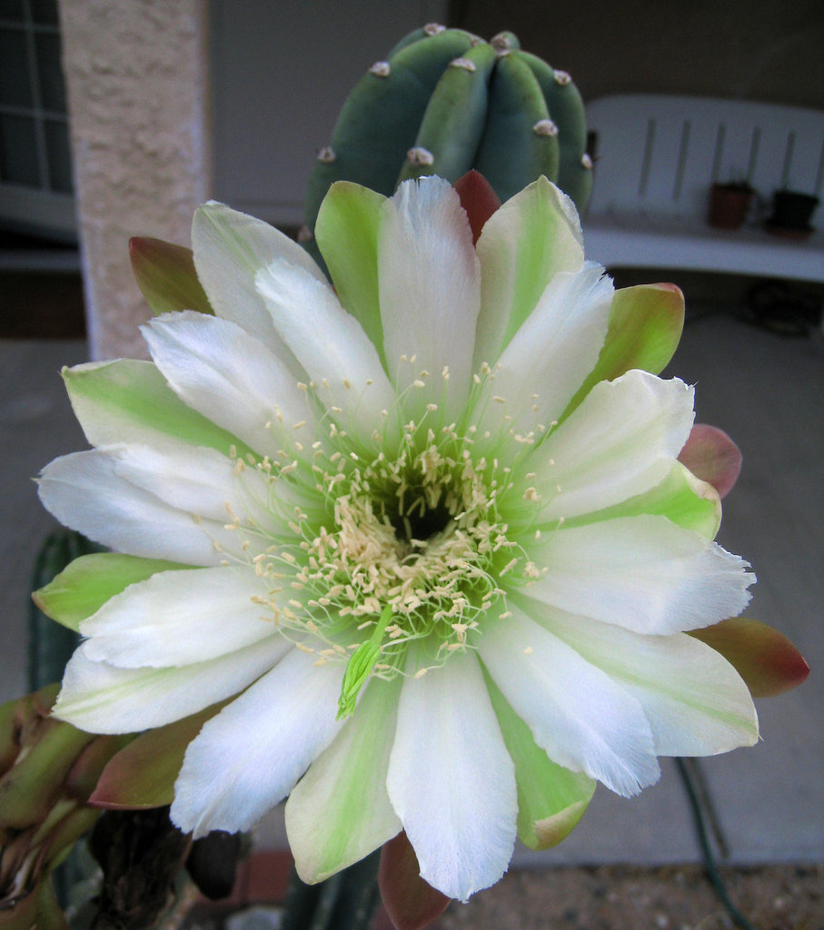 Cereus (0836)