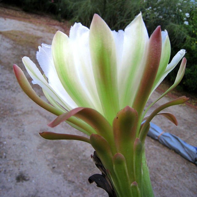 Cereus (0837)