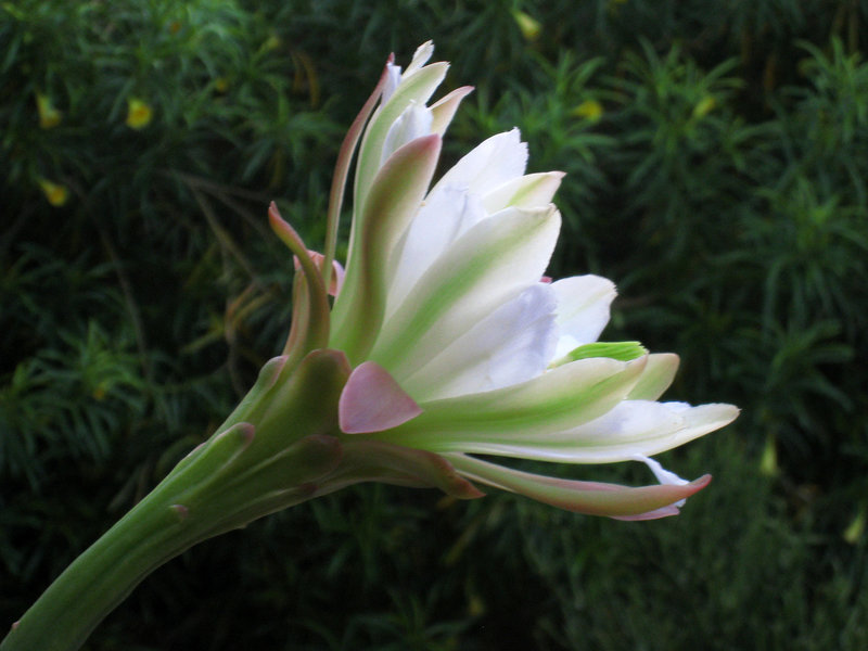 Cereus (0838)