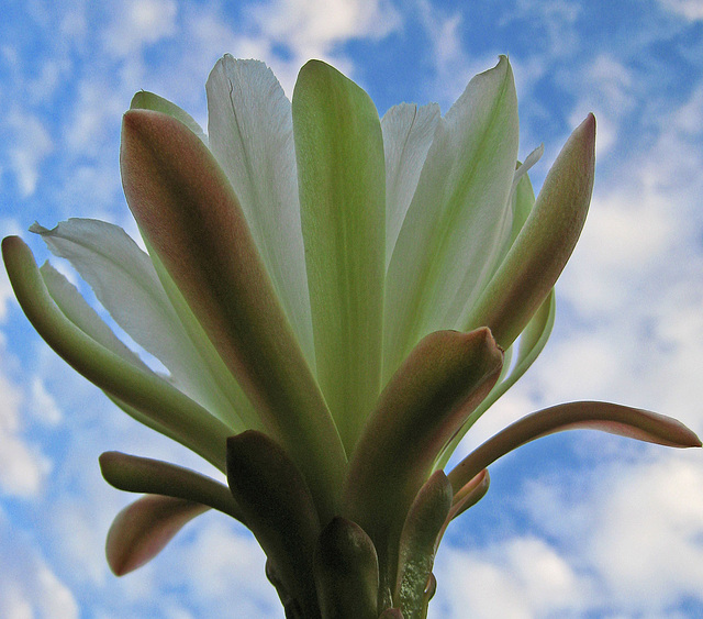 Cereus (0839)