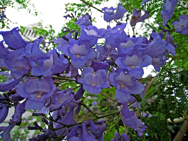 Jacaranda at L.A. City Hall (0885)