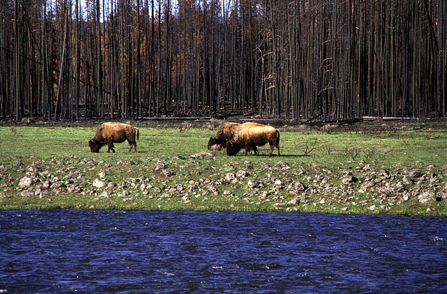 Bisons between water and burned forest