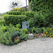 Massif avec Euphorbia charassias