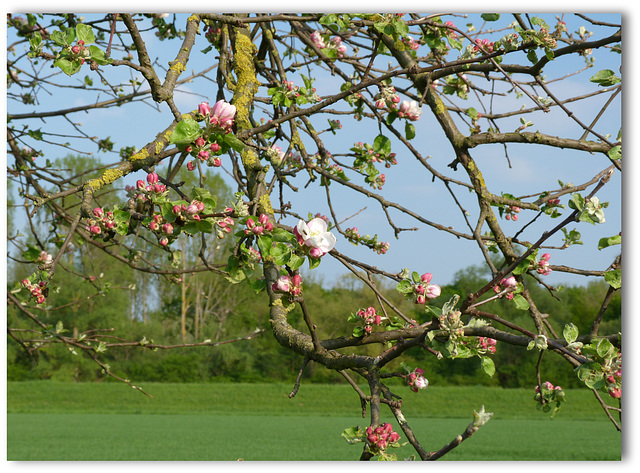 Apfelblüten