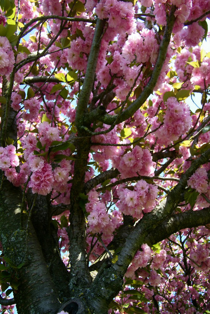 Prunus