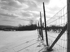 Abbaye de St-Benoit-du-lac au Québec /  Paysage d'hiver - Winter landscapes -  Février 2009 - B & W