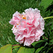 Pivoine ' Caroline d'Italie '