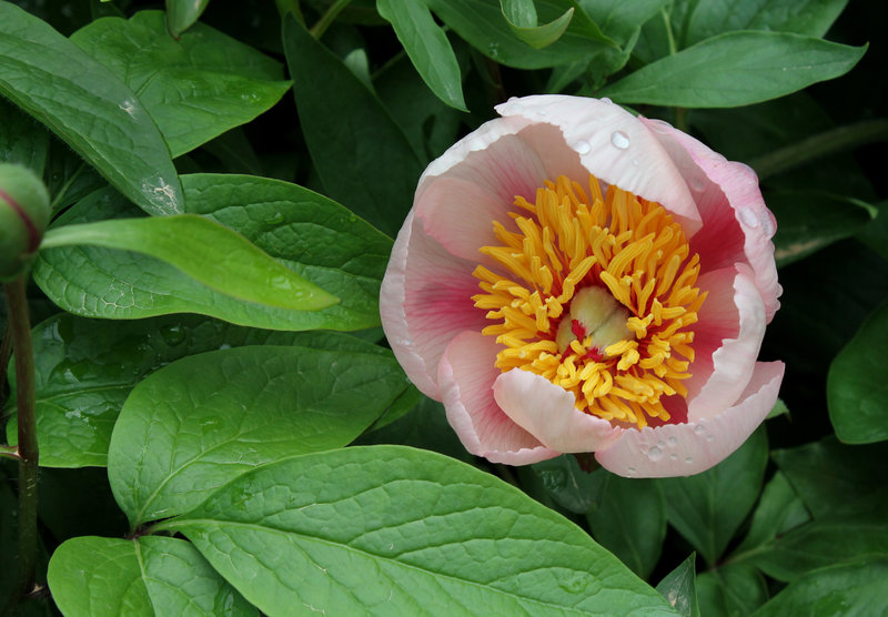 Pivoine ' Rose Noble ' herbacée