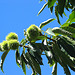 Maronen - chestnuts - la castana