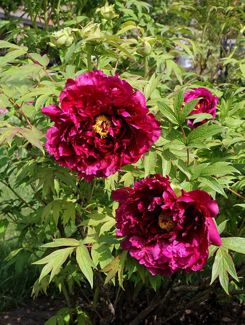 Pivoine ' Shiunden '