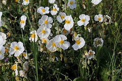 Helianthemum apenninum