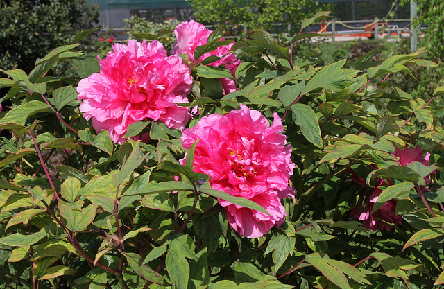 Pivoine ' Triomphe de Van Der Maelen'