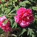 Pivoine ' Triomphe de Van Der Maelen' (2)