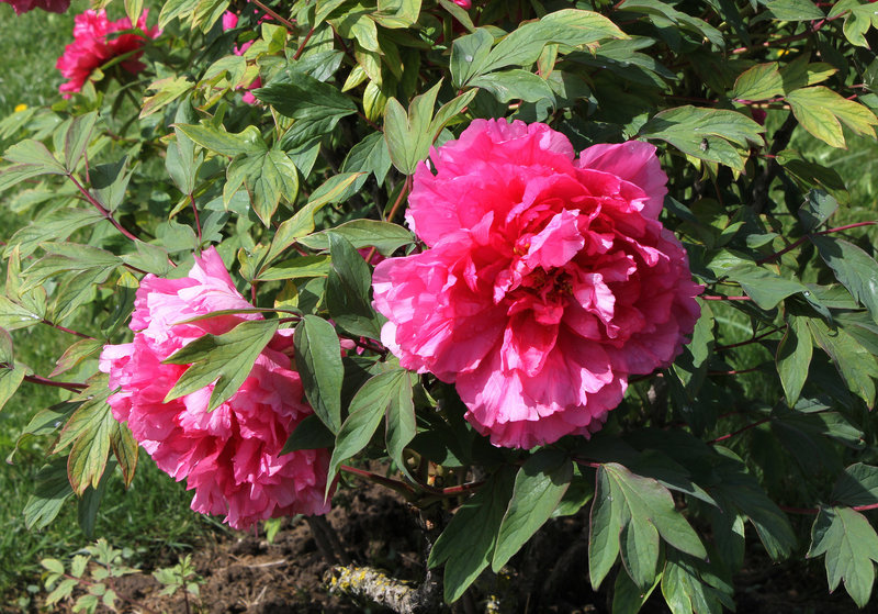 Pivoine ' Triomphe de Van Der Maelen' (2)