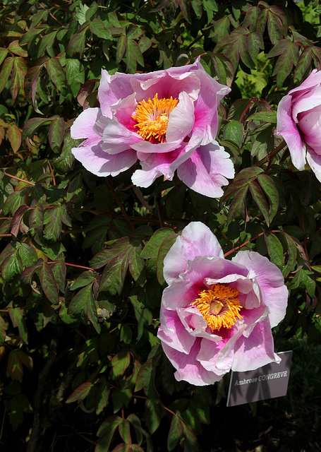 Pivoine 'Ambrose Congreve' (2)