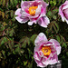 Pivoine 'Ambrose Congreve' (2)