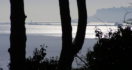 View through the trees