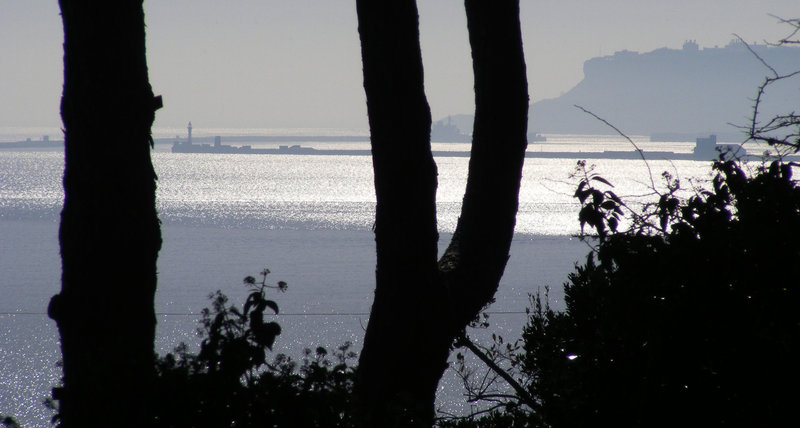View through the trees