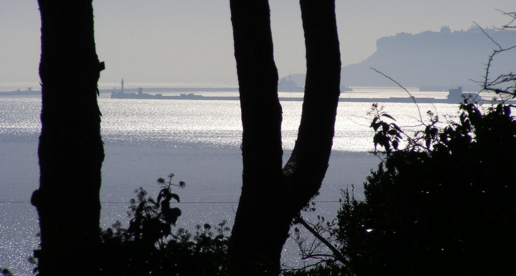 View through the trees