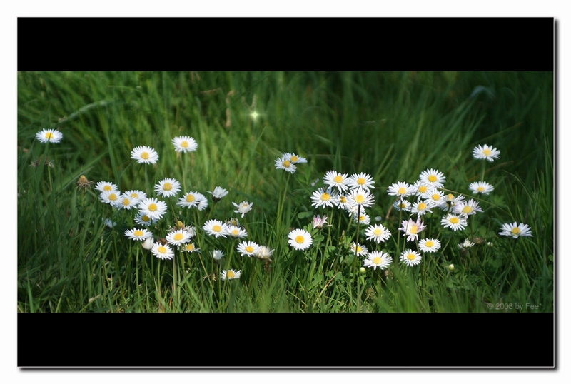 Daisys