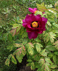 Pivoine 'Beauté de Tokyo'-001